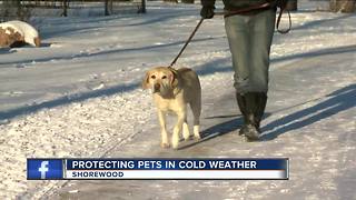 Vet offers tips to protect your pets in cold weather