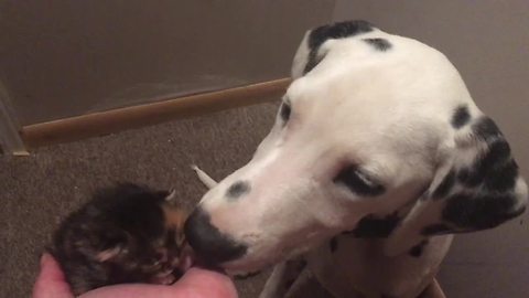 Dalmatian puppy meets newborn foster kitten