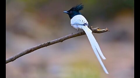 Indian paradise flycatcher.