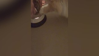 Funny Cat Desperate To Eat Her Food