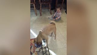 "Toddler Laughing At Dog"