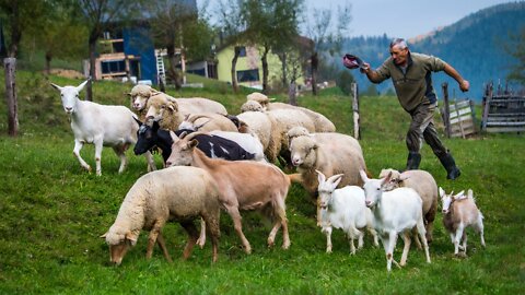 sheeps - scenic relaxation film with calming music