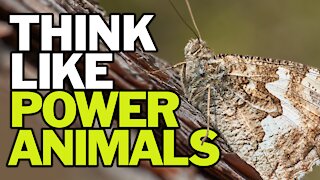 Think Like Power Animals