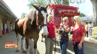 Florida State Fair | Morning Blend