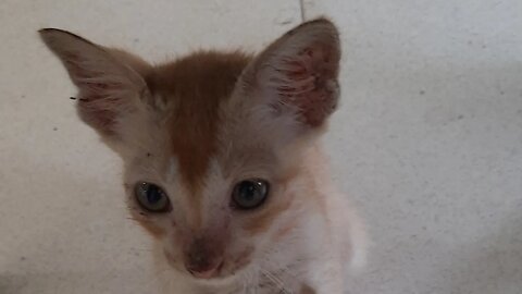 Cute Cat Innocent Looking 😍
