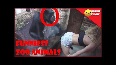 Gorilla vs girl prank