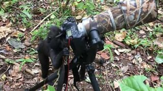 Macaco curioso tenta utilizar máquina fotográfica