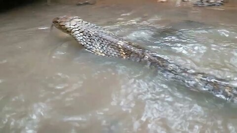 King Cobra Swims right past the Camera! 20cm away! #kingcobra #cobra #cobrakai #snakes