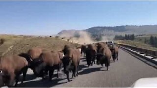 Un troupeau de bison envahit une route du Montana