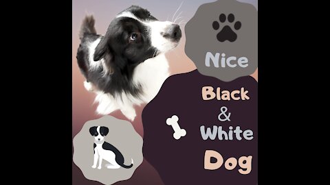Nice black & white dog