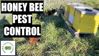 Using Chickens To Protect Our Bees