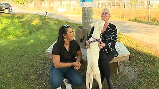 Helping shelter pets amid COVID-19 outbreak at Gulf Coast Humane Society