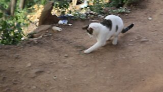 SOUTH AFRICA - Durban - Cat plays with a snake (Videos) (qBh)