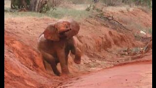 Elefante usa barranco para coçar o bumbum