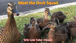 Introducing the Hawaii Duck Squad