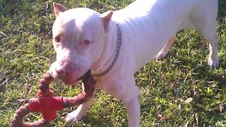 Pitbull Red Nose playing happy dog