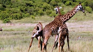 Majestic wild giraffes spar for dominance in Africa