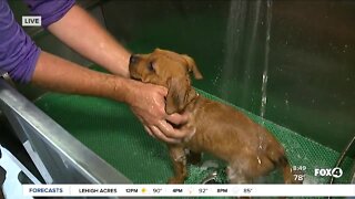 Pet of the Week: Bathing Mixy's 9 new puppies at GCHS