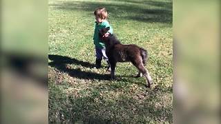 An Adorable Friendship Between A Toddler Boy And A Baby Donkey