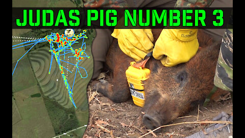 Feral Hog with GPS Tracker - 11 days of data | Notorious P.I.G. (Judas Pig)