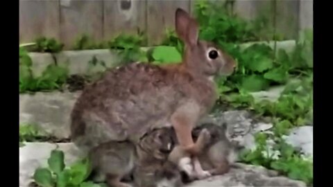 Baby bunnies nursing from devoted mother will warm your heart
