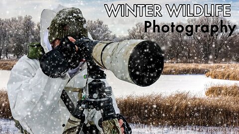 WILDLIFE PHOTOGRAPHY in snow Storm - Photography Advice for TOUGH days