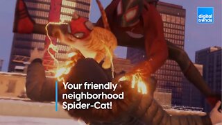 Your friendly neighborhood Spider-Cat!