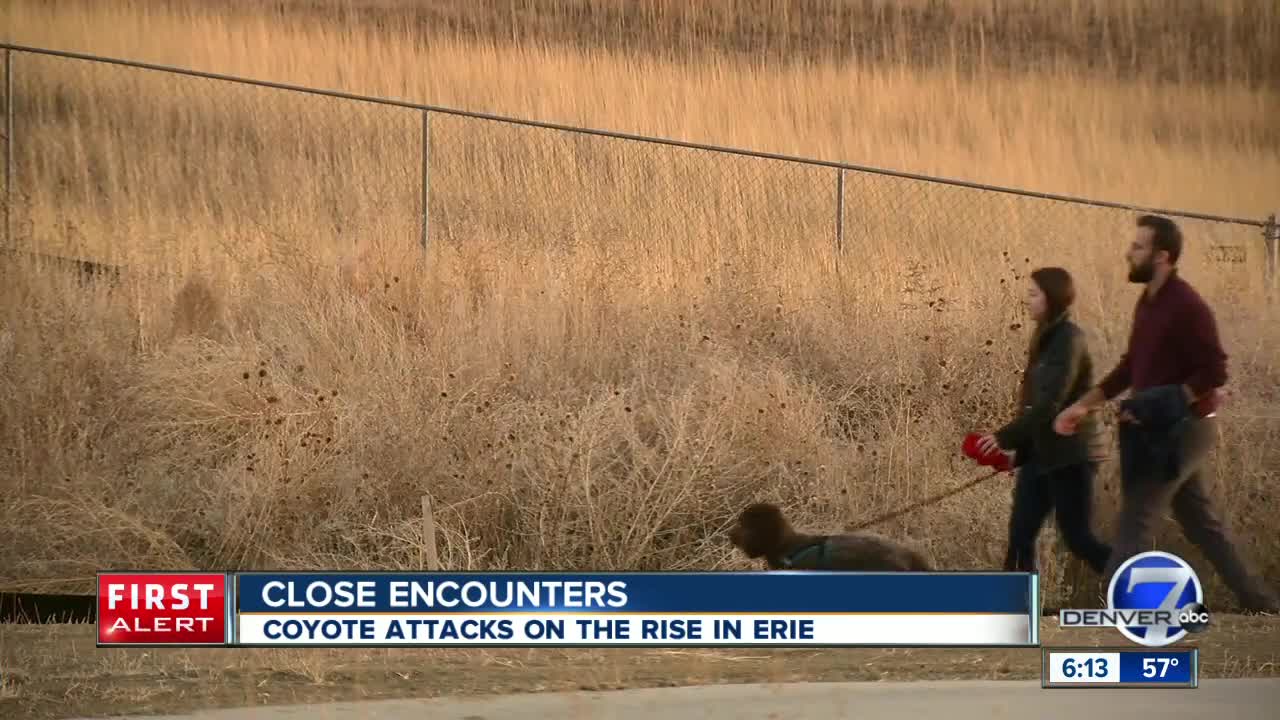 Colorado Parks and Wildlife seeing increase in coyote attacks in Erie