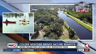 Florida Manatees spotted at Manatee Park during colder weather