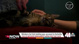 Whiskers Cat Café holding pop up event in Parkville