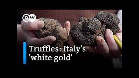 The big truffle business: Nothing without a good sniffer dog | Focus on Europe