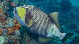 Triggerfish attacks diver's flipper