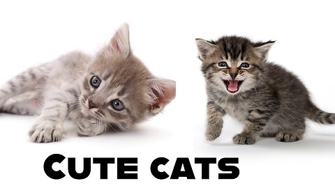cute cats |funny cats moments
