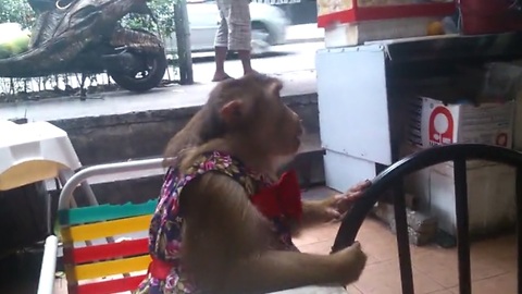 Impatient monkey really wants to eat