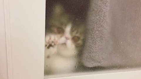 Sad cat wants to join owner in bathroom
