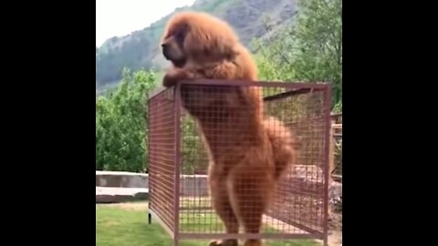 Giant Tibetan On Two Legs Barks and tries cage