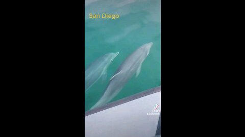 San diego dolphins