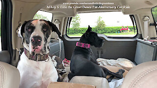 Great Danes Celebrate The Anniversary of their 1st Car Ride Together