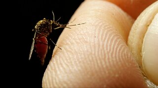 What's The Risk Of Getting COVID-19 From Mosquitoes?