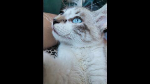 Enzo beautiful cat