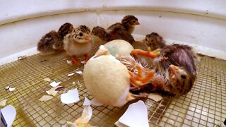 Strikingly Beautiful Guineafowl Chicks Hatch From Their Shells