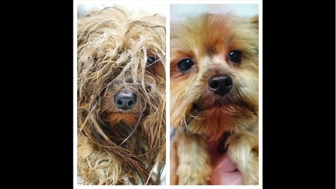 Incredible transformation of Yorkie used at puppy mill for breeding his entire life