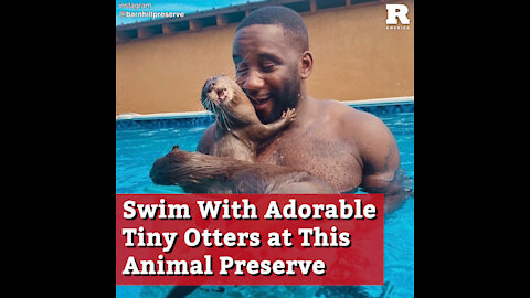 Swim With Adorable Tiny Otters at This Animal Preserve