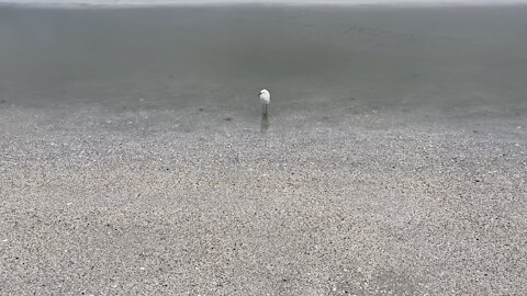 Snowy Egret in Paradise- 8/26/2021- 4K