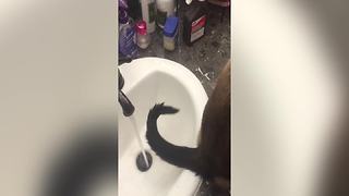 Cute Cat Plays With Water