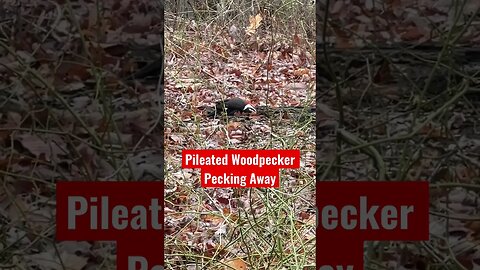 Pileated Woodpecker Pecking Away #Shorts
