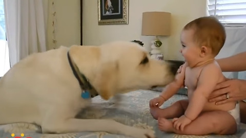 Baby Laughing at Labrador Dog because they are best friends | Dog loves Baby Compilation