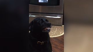 Cute Labrador Hates Taking Medicine