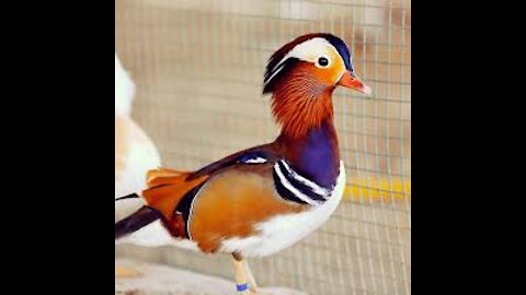 Watch a very cool video of the rarest types of ducks, the mandarin