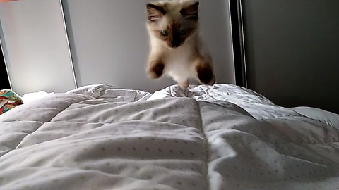 Kitten is the cutest alarm clock ever!